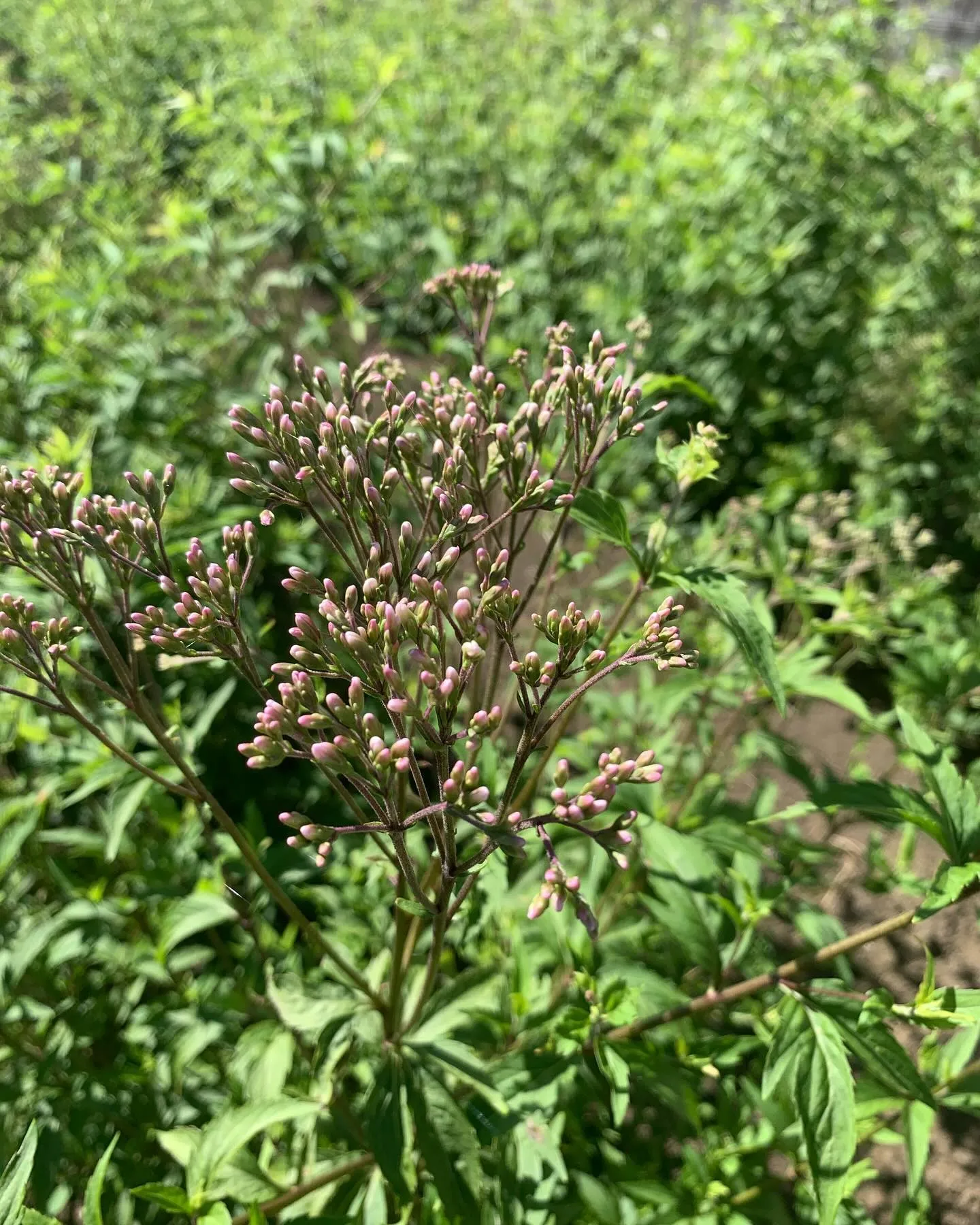 もうすぐ開花。